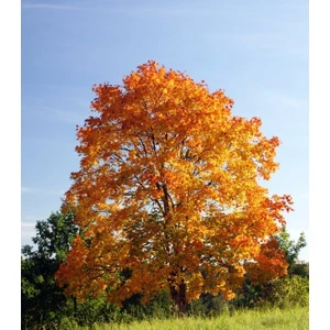 Tunç Botanik Akçaağaç Fidanı - Acer Platanoides