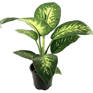 Difenbahya Tropic (17 cm Saksıda)