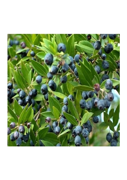 Tüplü Halhalı Zeytin Fidanı 2 Yaş 60-80 cm