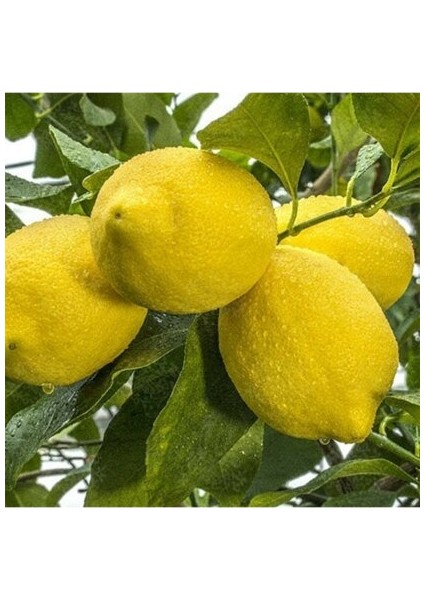 Tüplü Aşılı Zagara Bianca Limon Fidanı - 2 Yaş 100-120 cm