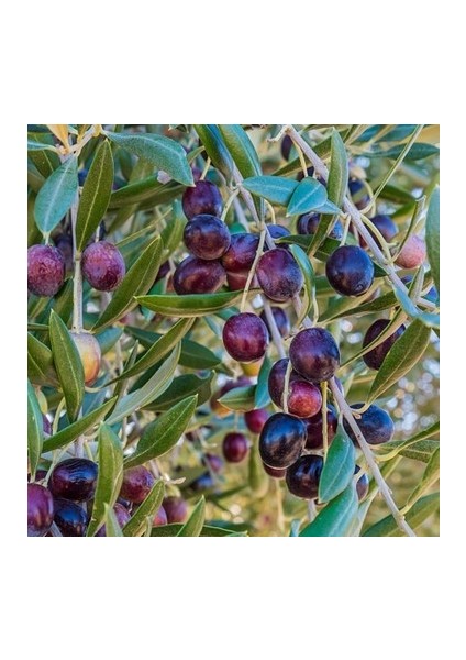 Tüplü Gemlik Zeytin Fidanı - 2'li 1 Yaş Kırmalık