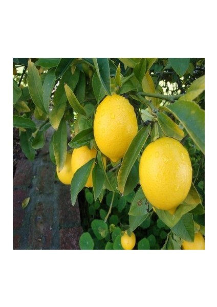 Tüplü Aşılı Bodur Saksılık Mayer Limon Fidanı