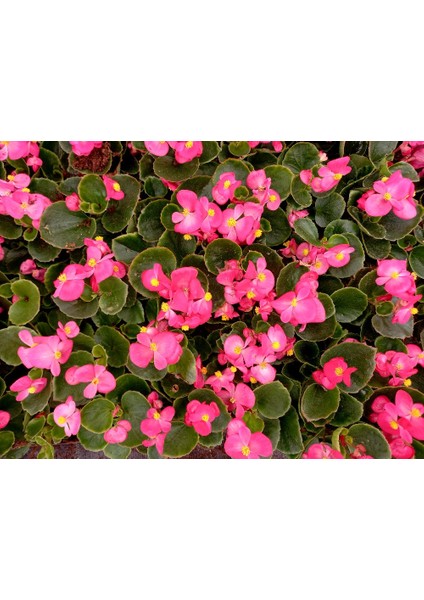 Begonya Çiçeği 45 Adet - Pembe Renk