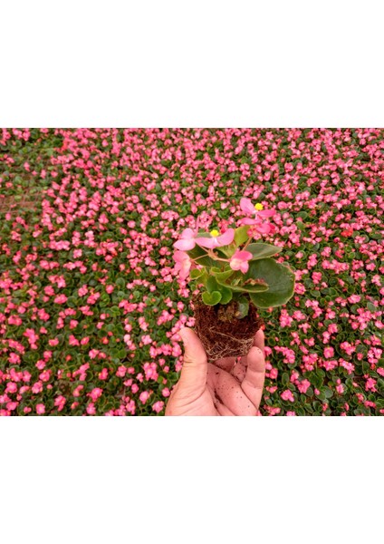 Begonya Çiçeği 45 Adet - Pembe Renk