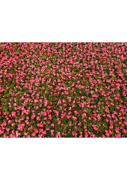 Begonya Çiçeği 45 Adet - Pembe Renk