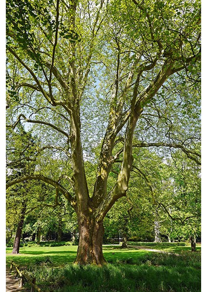 Batı Çınarı Fidanı 10 Adet - Platanus Occidentalis