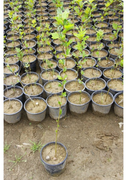 Batı Çınarı Fidanı 10 Adet - Platanus Occidentalis