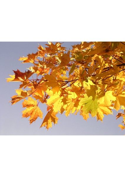 Akçaağaç Fidanı 3 Adet - Acer Platanoides