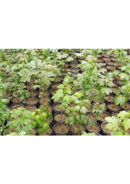 Akçaağaç Fidanı 3 Adet - Acer Platanoides