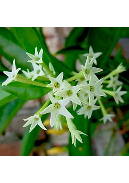 MELİSA ÇİÇEĞİ FİDANI 3 ADET - Cestrum Nocturnum