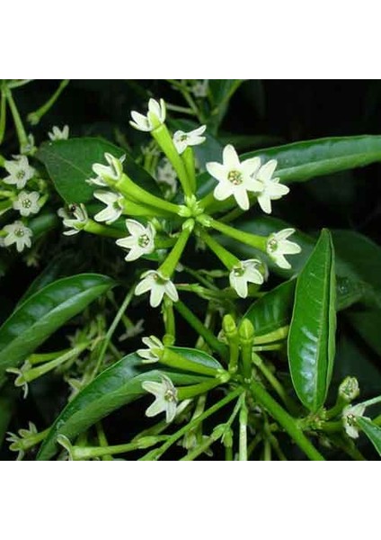 MELİSA ÇİÇEĞİ FİDANI 3 ADET - Cestrum Nocturnum