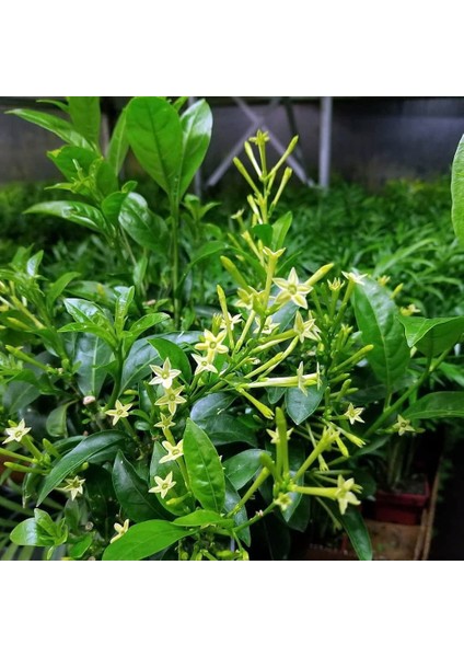 MELİSA ÇİÇEĞİ FİDANI 3 ADET - Cestrum Nocturnum