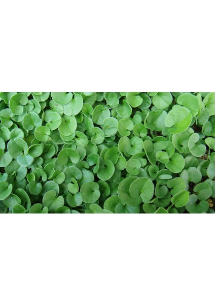 Dichondra Repens (Fare Kulağı) 250 Gram Çim Tohumu