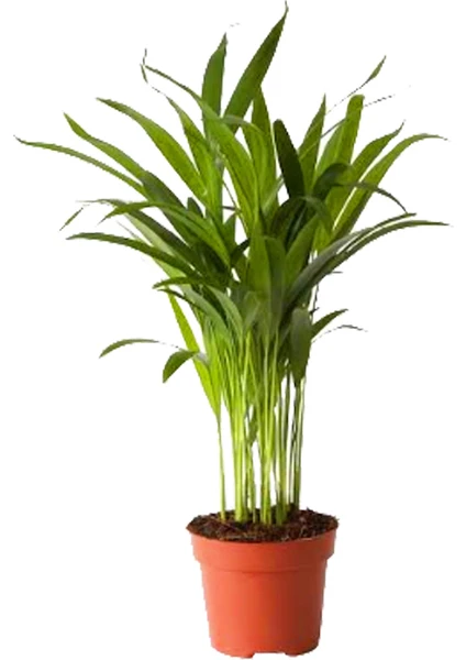 Areca Mini Palmiye - 12CM Plastik Saksıda