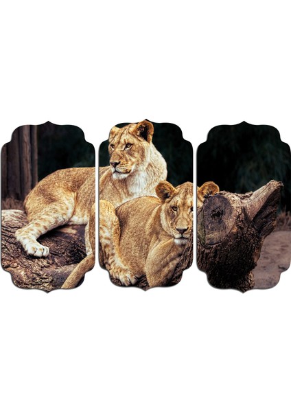 Aslan Mdf Tablo 2359
