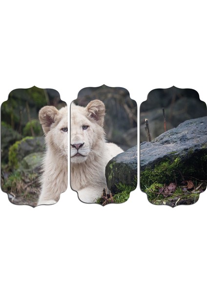 Aslan Mdf Tablo 2368