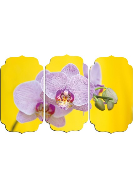 Orkide Mdf Tablo 0842 (Model D)