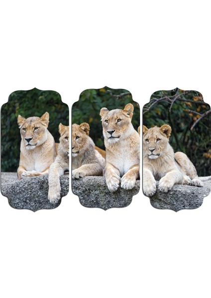 Aslan Mdf Tablo 2352 (Model D)