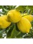 Tüplü Aşılı Zagara Bianca Limon Fidanı - 2 Yaş 100-120 cm 1
