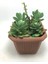 Sukulent Çeşitleri Sedum Palmeri 12 cm Saksı Dahil 1