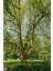 Batı Çınarı Fidanı 10 Adet - Platanus Occidentalis 3