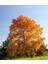 Akçaağaç Fidanı - Acer Platanoides 1