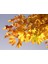 Akçaağaç Fidanı 3 Adet - Acer Platanoides 3