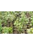 Akçaağaç Fidanı 3 Adet - Acer Platanoides 5
