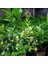 MELİSA ÇİÇEĞİ FİDANI 3 ADET - Cestrum Nocturnum 4