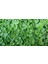 Dichondra Repens (Fare Kulağı) 250 Gram Çim Tohumu 1