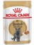 British Shorthair Yaş Kedi Maması 85 gr x 6 Adet 1