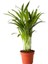 Areca Mini Palmiye - 12CM Plastik Saksıda 1