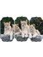 Aslan Mdf Tablo 2352 (Model D) 1