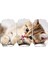 Kedi Mdf Tablo 2535 (Model D) 1