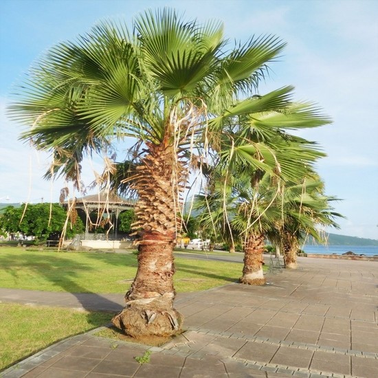 OnlineBahçem Tüplü Washingtonia Robusto Palmiye Ağacı FIDANI-100 cm