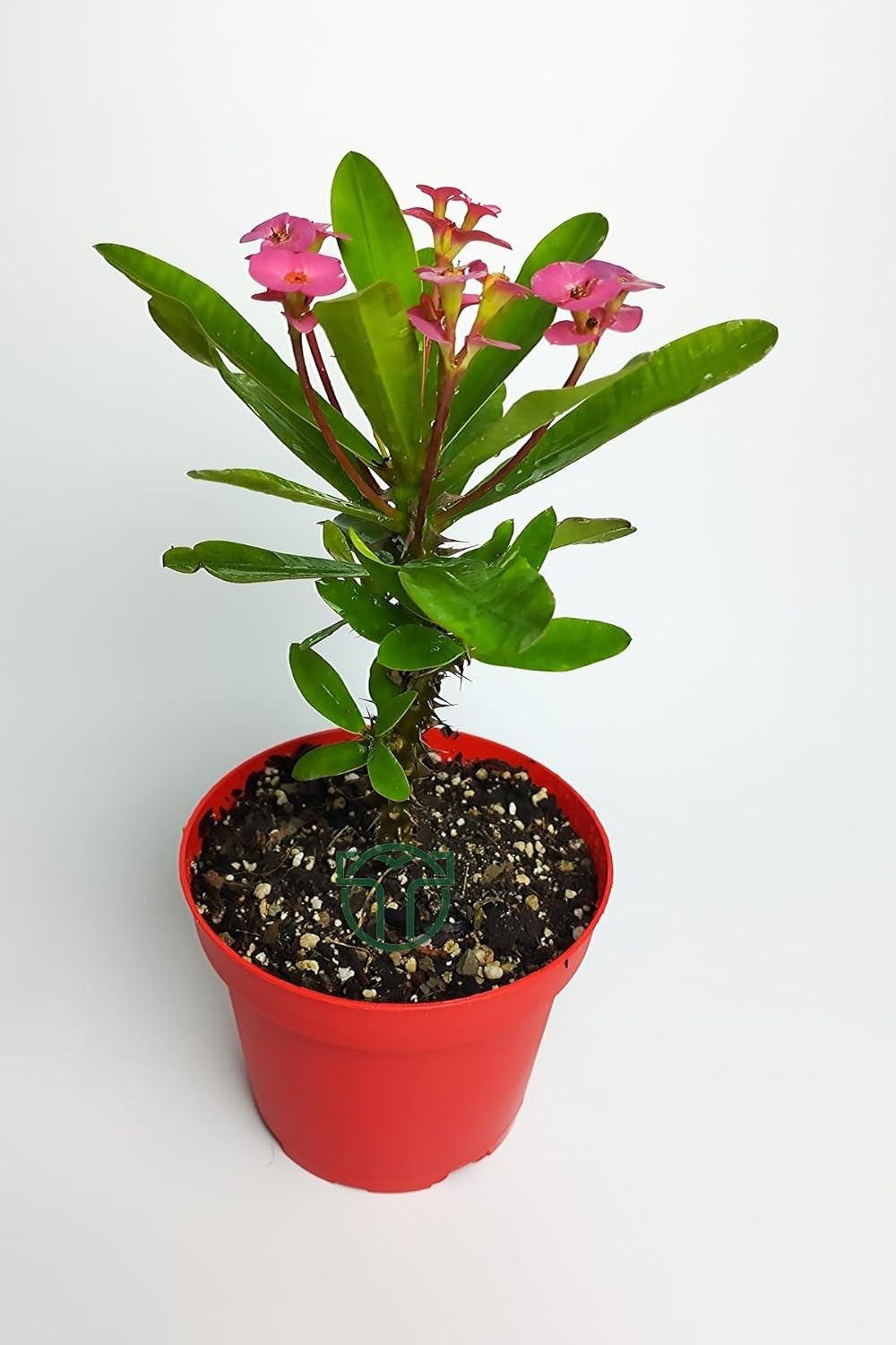 Ayrex Pembe Dikenler Tacı Büyük Boy Euphorbia Mili Nadir Bulunan Spiral Dikenli 12 cm Kırmızı Saksıda