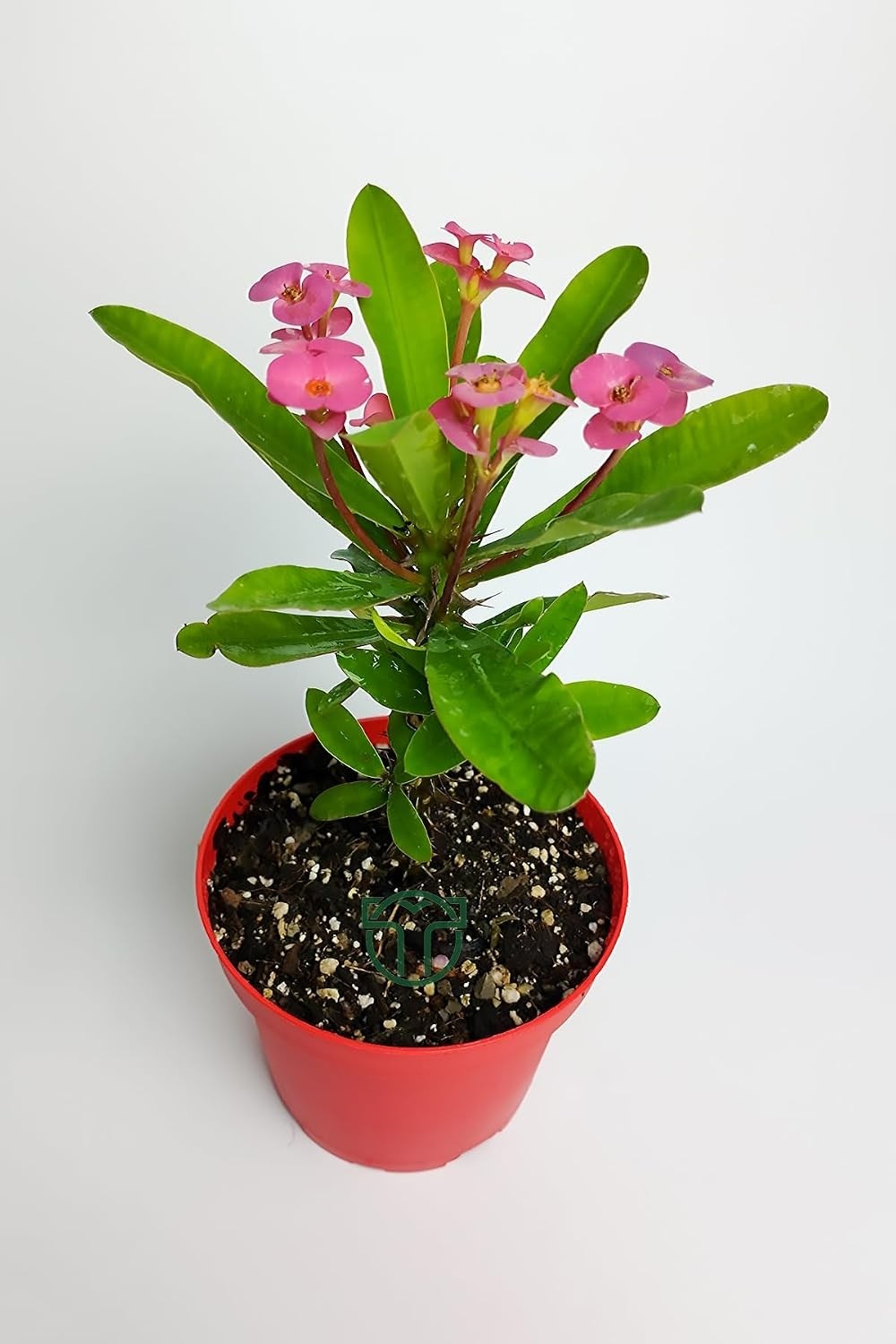 Ayrex Pembe Dikenler Tacı Büyük Boy Euphorbia Mili Nadir Bulunan Spiral Dikenli 12 cm Kırmızı Saksıda görsel 2