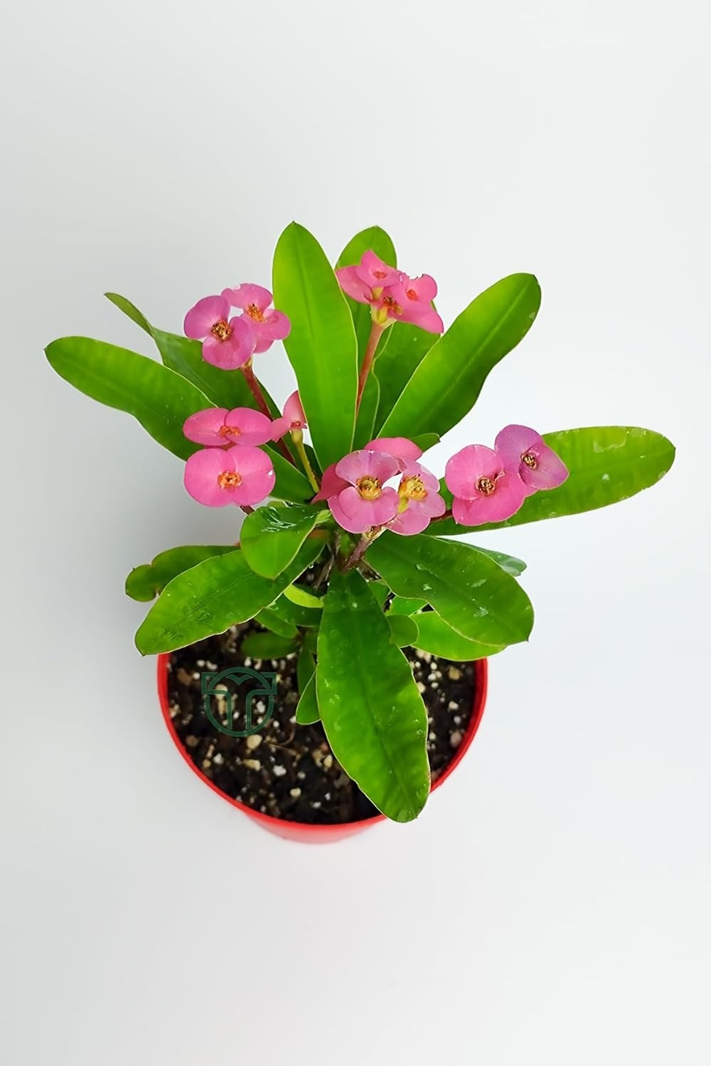 Ayrex Pembe Dikenler Tacı Büyük Boy Euphorbia Mili Nadir Bulunan Spiral Dikenli 12 cm Kırmızı Saksıda görsel 3