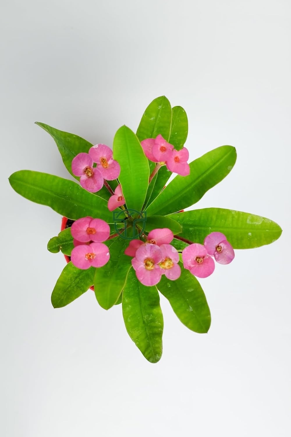 Ayrex Pembe Dikenler Tacı Büyük Boy Euphorbia Mili Nadir Bulunan Spiral Dikenli 12 cm Kırmızı Saksıda görsel 4
