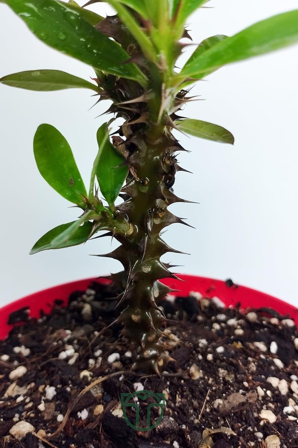 Ayrex Pembe Dikenler Tacı Büyük Boy Euphorbia Mili Nadir Bulunan Spiral Dikenli 12 cm Kırmızı Saksıda görsel 5