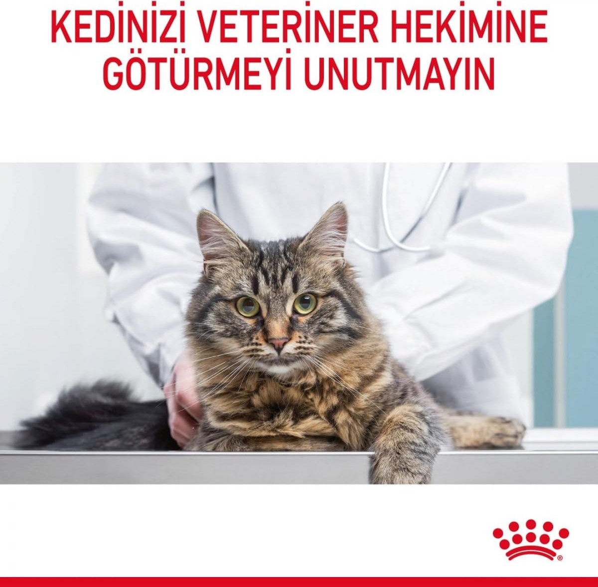 Aesco Royal Canin Hair & Skin Gravy Yetişkin Kedi Yaş Maması 12 x 85 gr görsel 5
