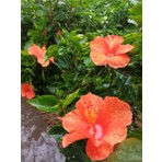 Bitkim Sende Turuncu Renkli Japon Gülü (20-30 cm) 1 Adet Saksılı / Tüplü Dış Mekan Bitkisi