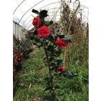 Ozozturk Kamelya Kırmızı ( 50-80 ) cm Tüplü