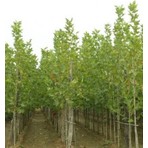 Ozozturk Çınar Fidanı 150-200 cm Tüplü