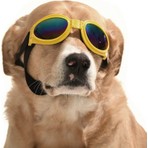 Petza Orta ve Büyük Köpek Güneş Gözlüğü Royna Sarı