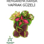 Garden Box Karışık Renk Yaprak Güzeli 5 Adet Kolyoz Cam Güzeli