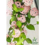 Garden Box Kokulu Beyaz Renk Mum Çiçeği 30-50CM Saksılı Sarmaşık Bitki