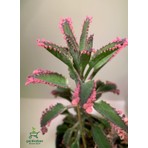 Garden Box Saksılı Özel Tür Aşkın Gözyaşı Çiçeği 10-15CM