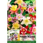 Patika Botanik 50 Adet Haseki Küpesi Çiçek Tohumu (Aquilegia Vulgaris)