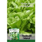 Patika Botanik 1.500 Adet Yerli Ata Yedikule Marul Tohumu
